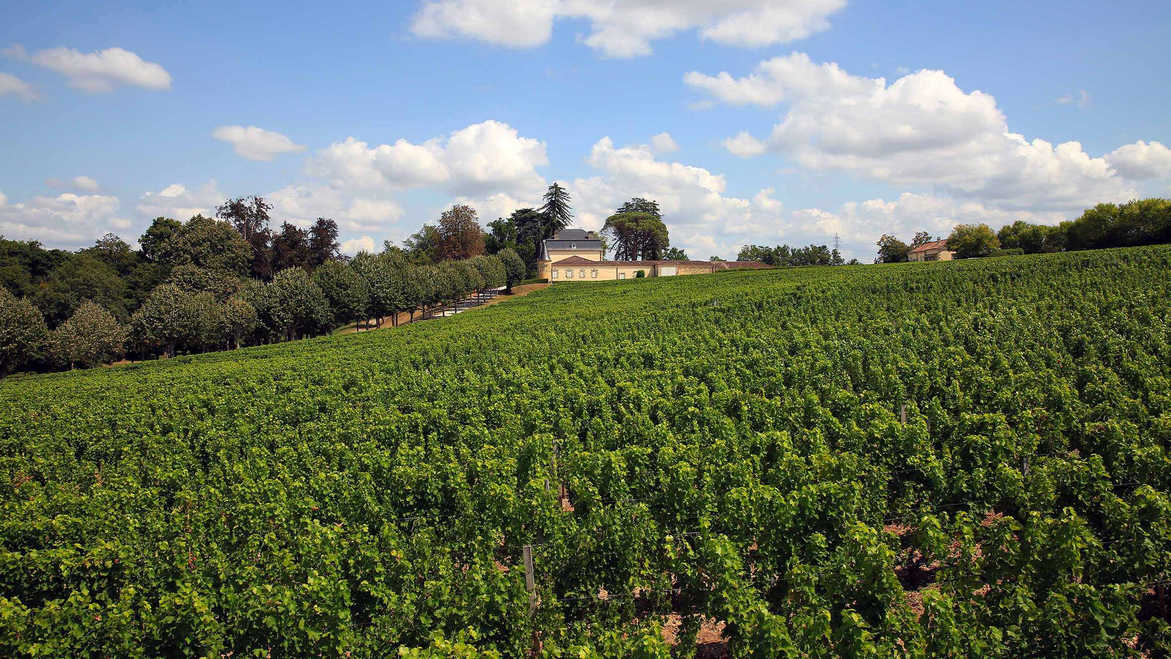 The vineyard at Château Couhins-Lurton